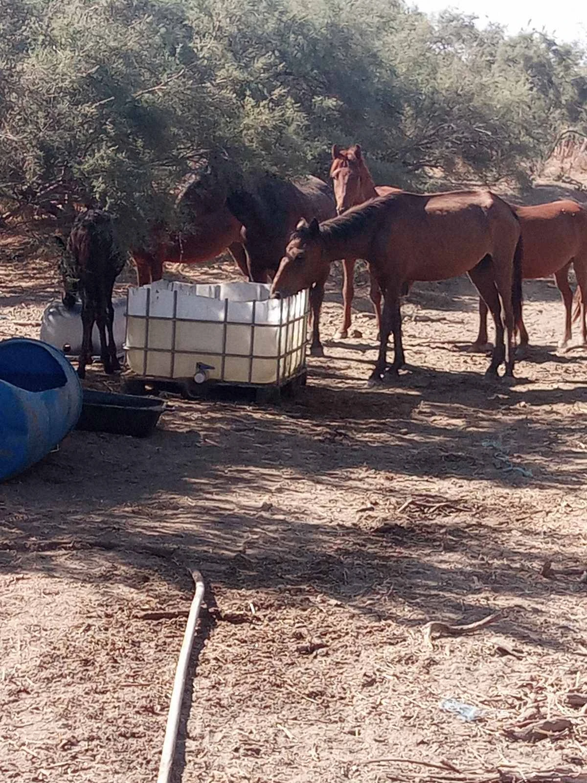 Αυτοσχέδιες δεξαμενές νερού για τις ανάγκες των αλόγων&nbsp;