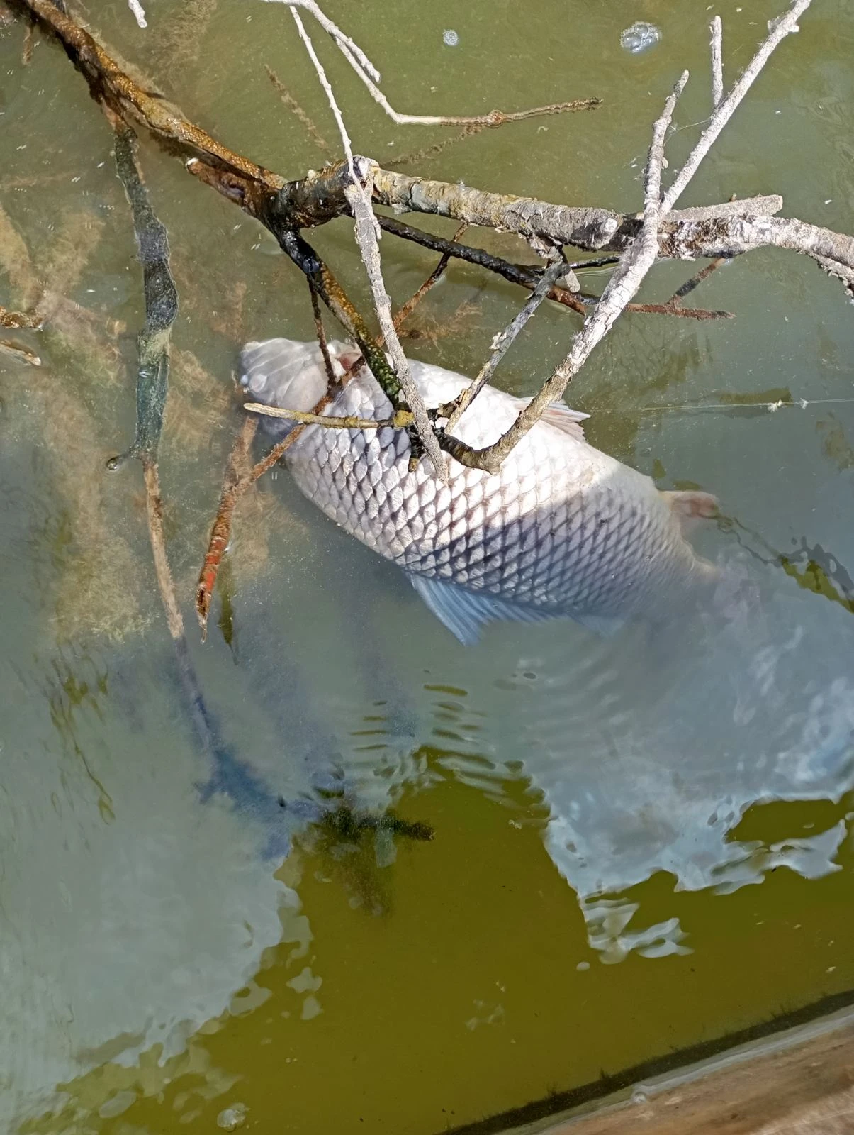 Νεκρά ψάρια εντός του Δέλτα - Ιούνιος 2025&nbsp;