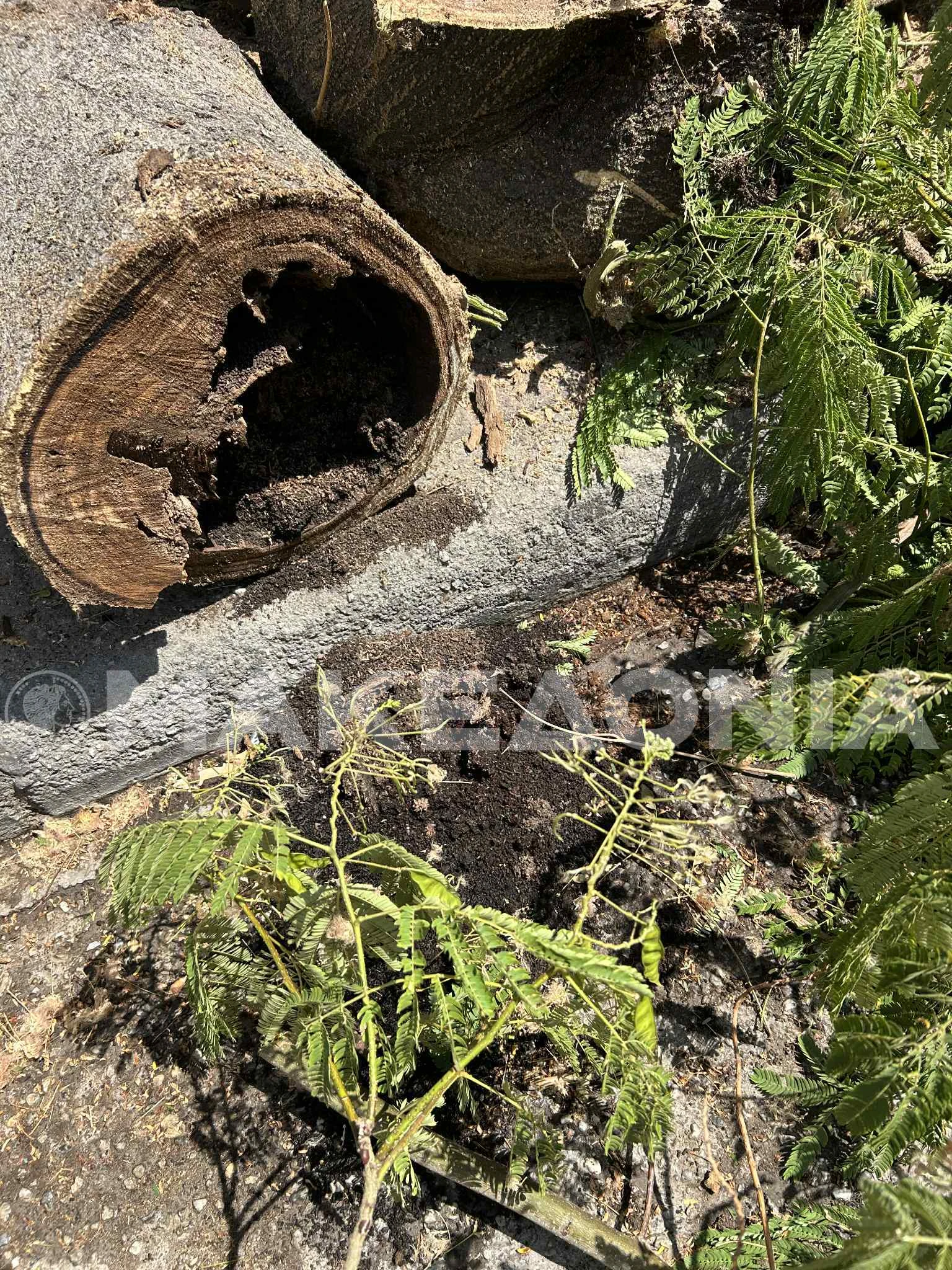 e4d5403a-a183-48f3-b32b-f96bc2bf9c4c.jpeg?v=0