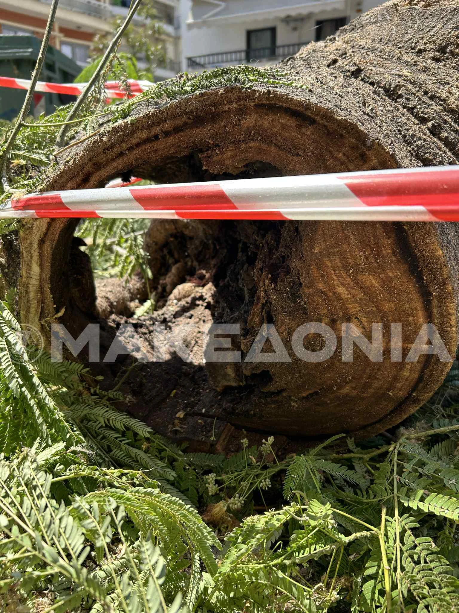 ed162d03-99a2-4ffd-a354-6c64408b7087.jpeg?v=0