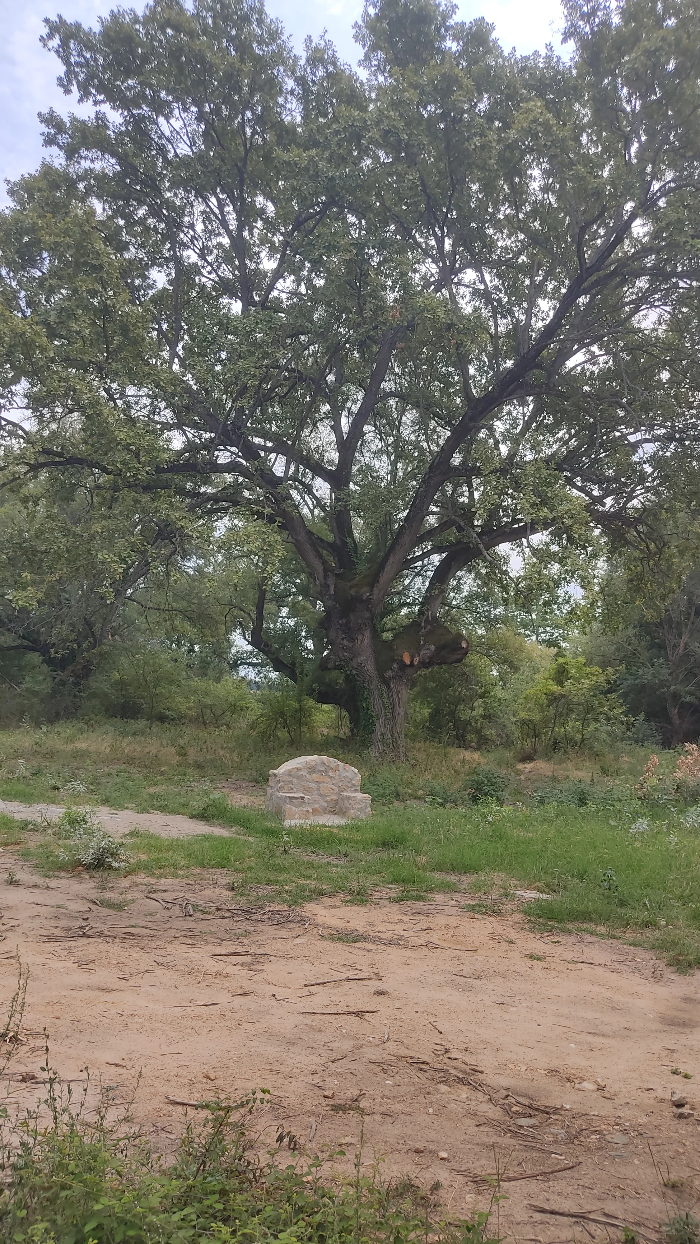 chiliadentra9.jpg?v=0