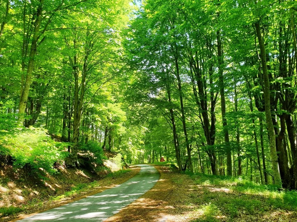 fysikesomorfiesamth3.jpg?v=0