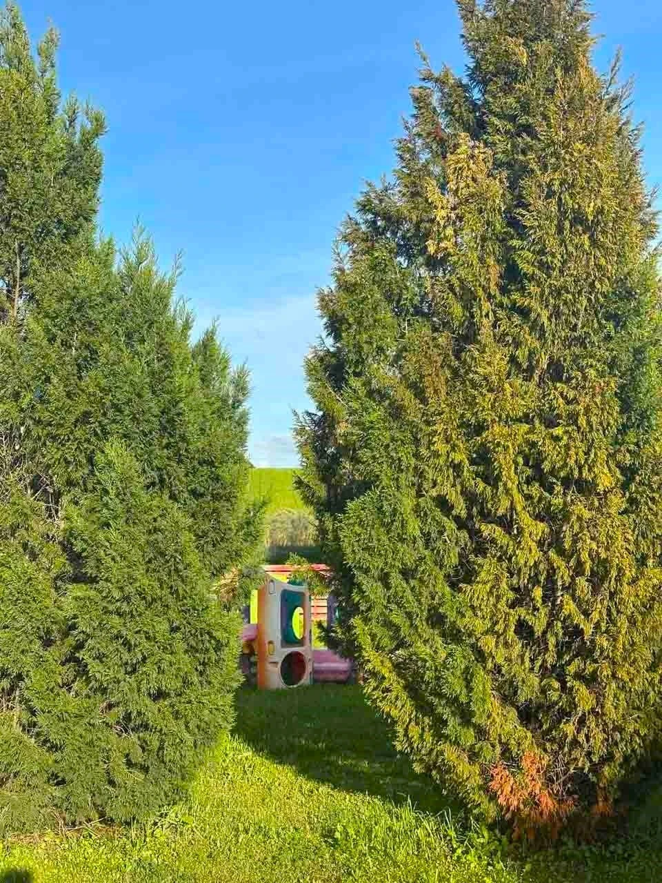 kdap-oneiroxora-19.jpg?v=0