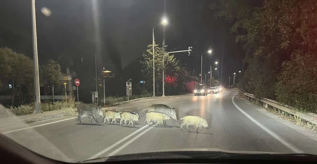 541592589-3067190300123052-284780566642235919-n.jpg?v=0