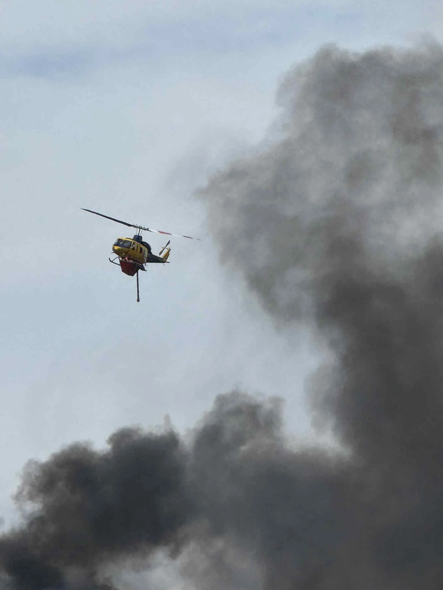 fotia-hortiatis-1.jpg?v=0