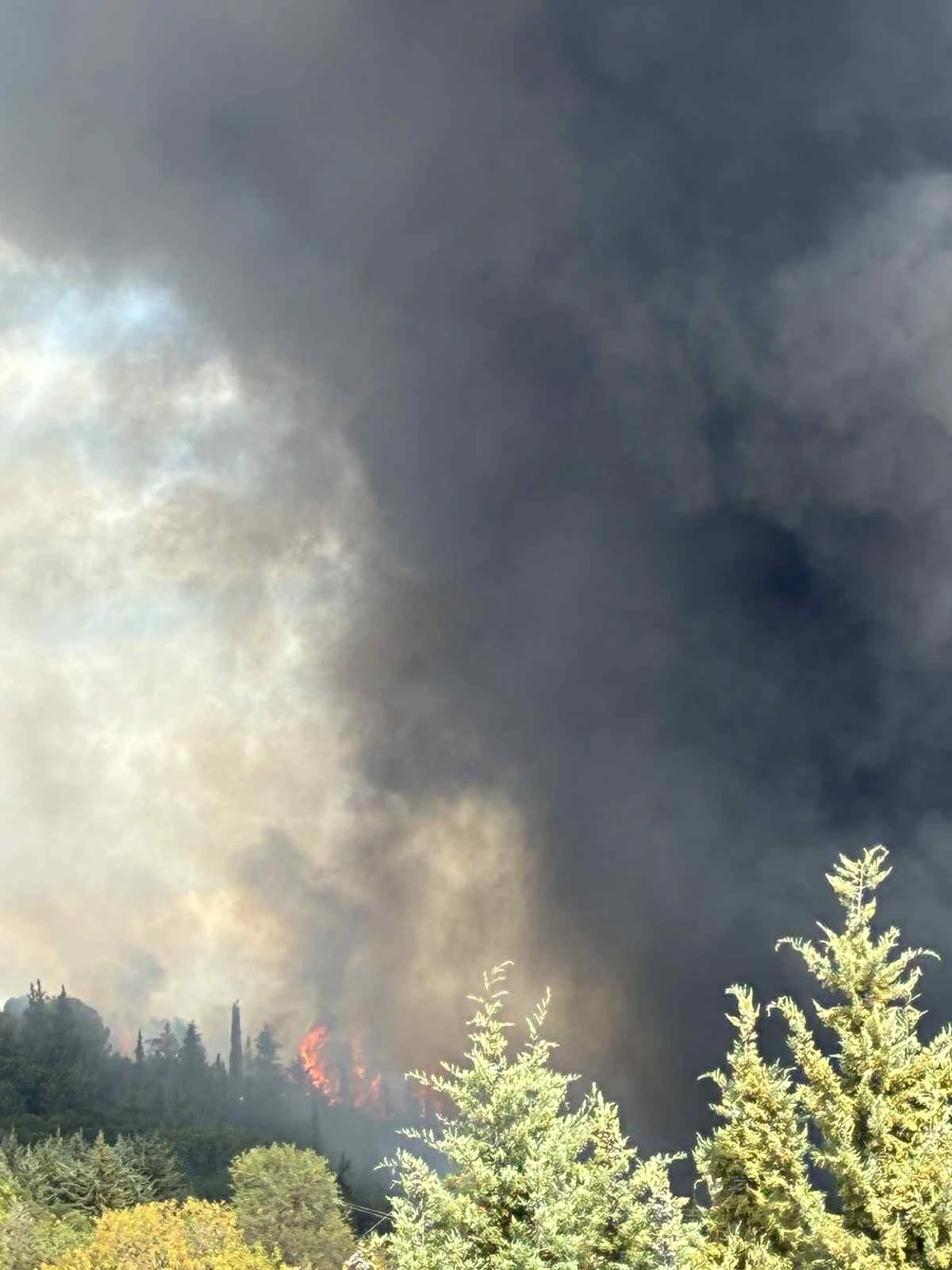 fwtia-xortiatis-3.jpeg?v=0