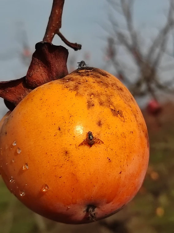 reactphoto-1.jpg?v=0