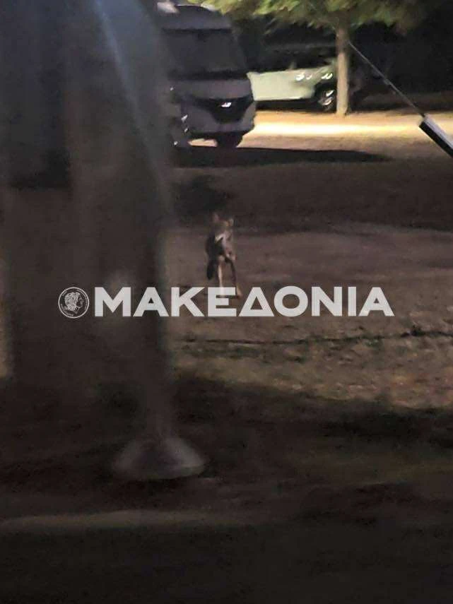 548582995-675079938349521-1180667881249328170-n.jpg?v=0