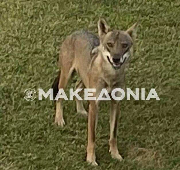 548726000-1598759448175264-1285844707101054458-n.jpg?v=0