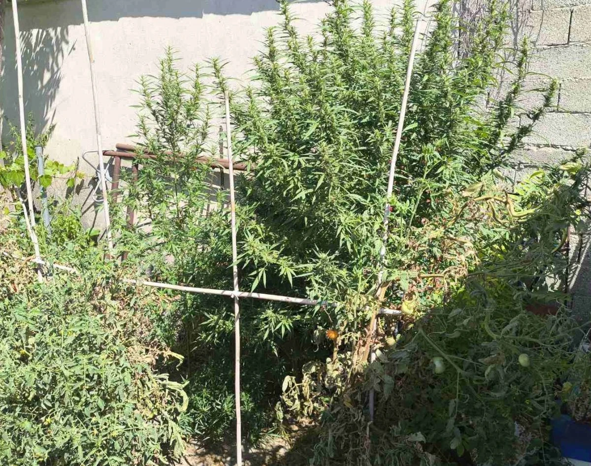 kannavi-dentra-narkotika-serres.jpg?v=0