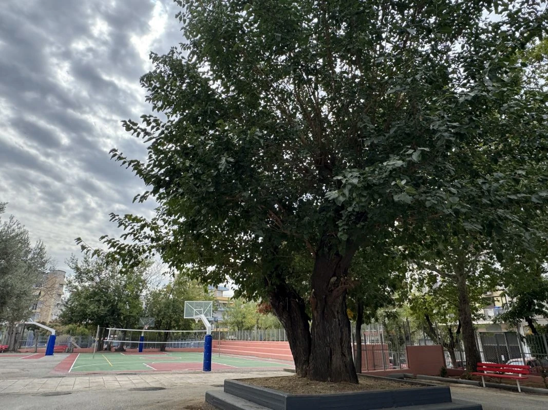 mouria-dentro-xirokrini-ksirokrini-palia-20250401.jpg?v=0