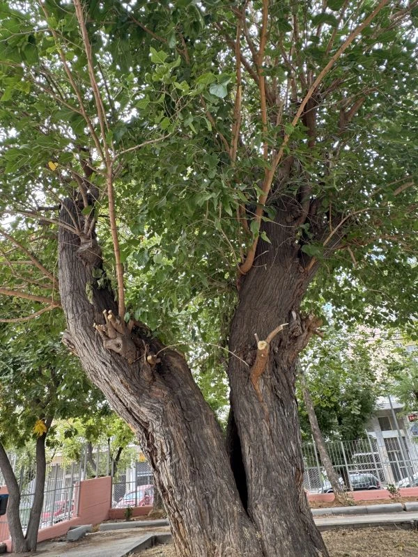 mouria-dentro-xirokrini-ksirokrini-palia-20250441.jpg?v=0