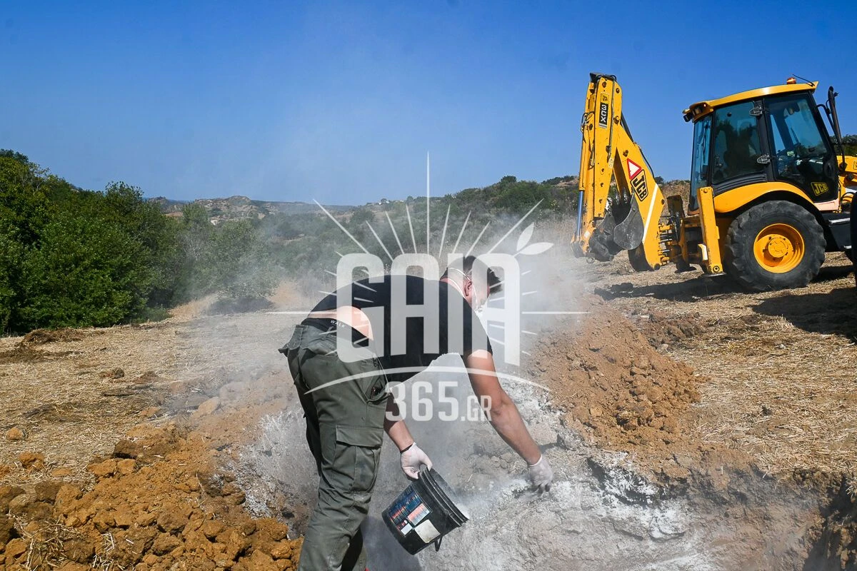 pineia-ileia-ilida-katarroikos-pyretos-septemvrios-2025-3.jpg?v=0