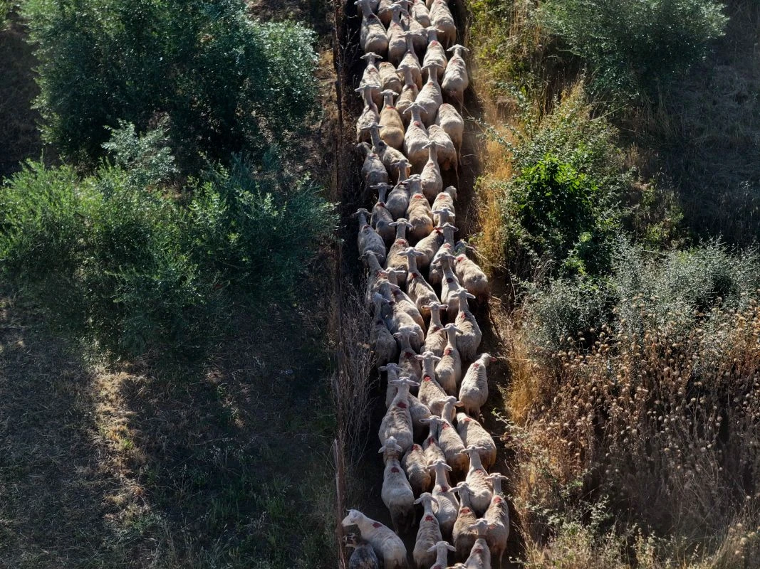 provata-opekepe-kopadi-amnoerifia-20250401.jpg?v=0