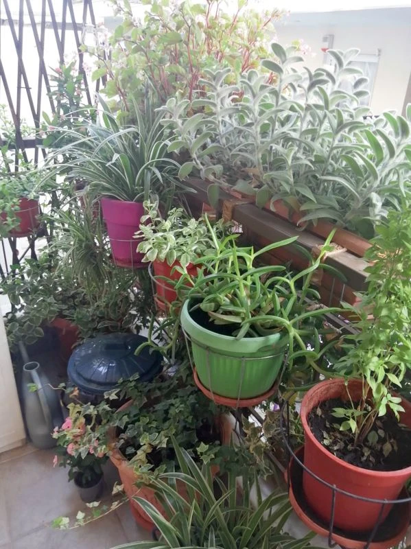 prasino-balkoni-kipos-dimos-neapolis-sykeon-20250401.jpg?v=0