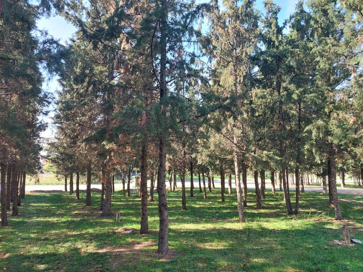 kodra2.jpg kodra2.jpg