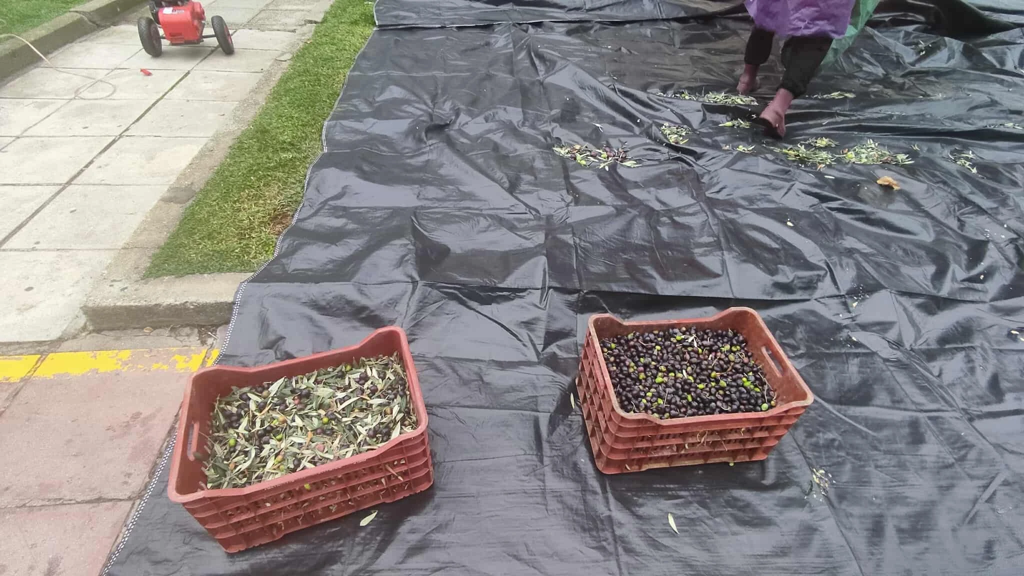 574983614-25351283404495266-78775908599253543-n.jpg?v=0