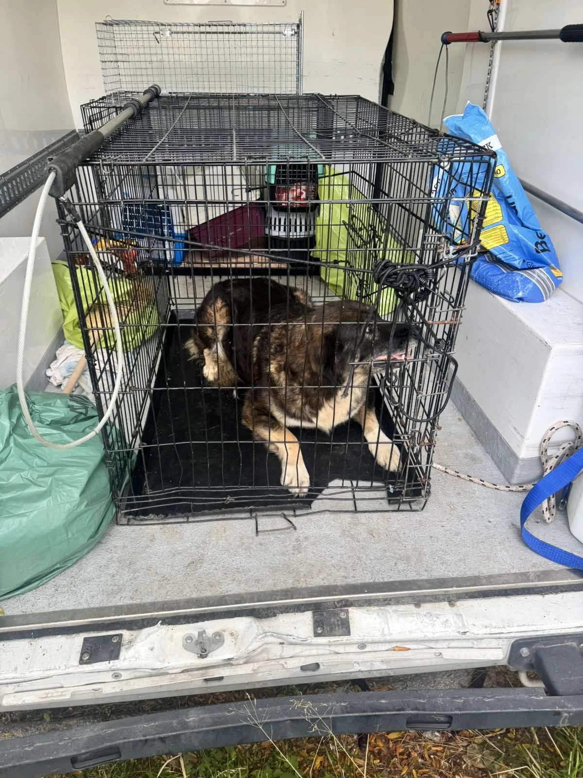 Σκύλος της αγέλης λαμβάνει φροντίδα από τις υπηρεσίες του Δήμου Θεσσαλονίκης