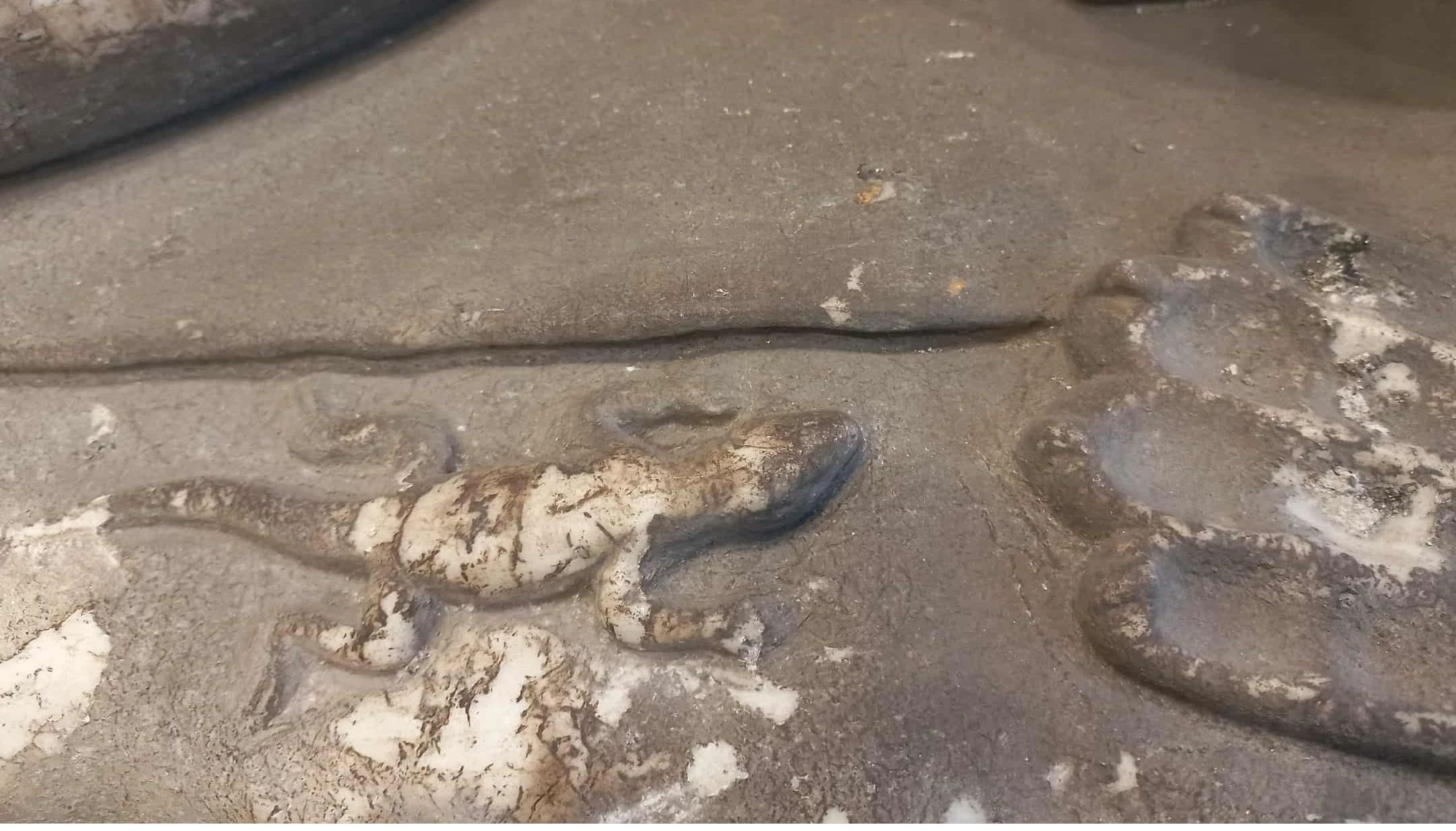 lizard-detail-photo-courtesy-paola-albertini.jpg?v=0