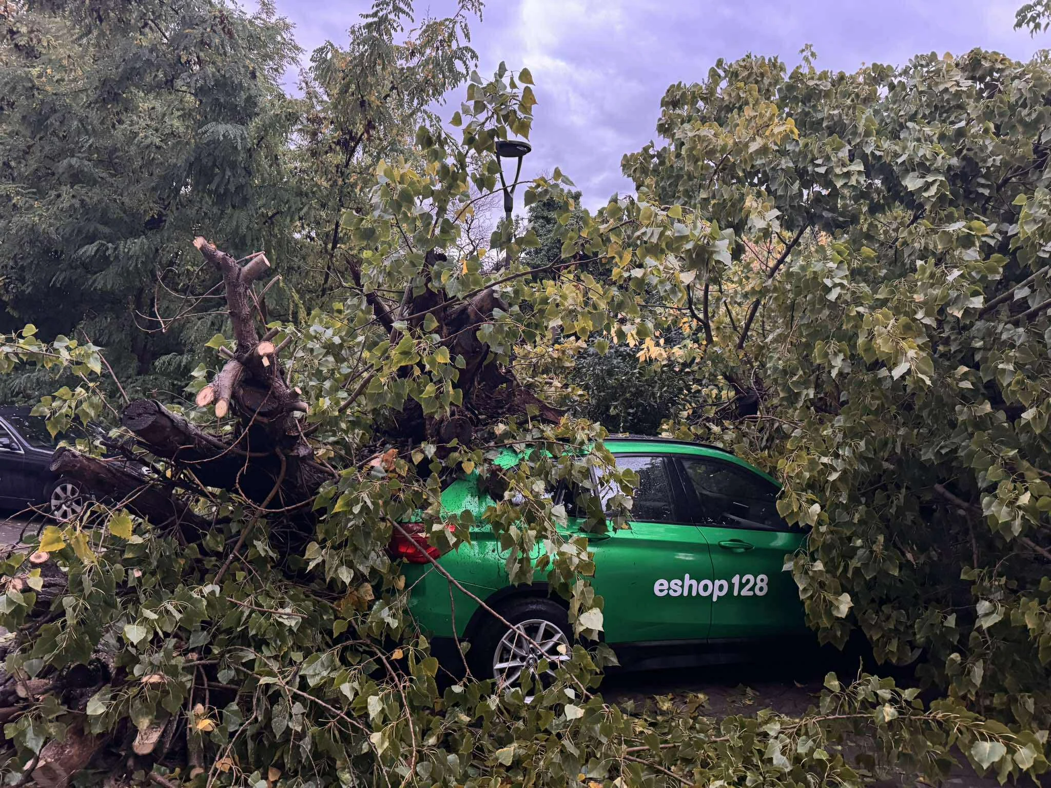 ptosi-dentrou-thessaloniki-1.jpg?v=0