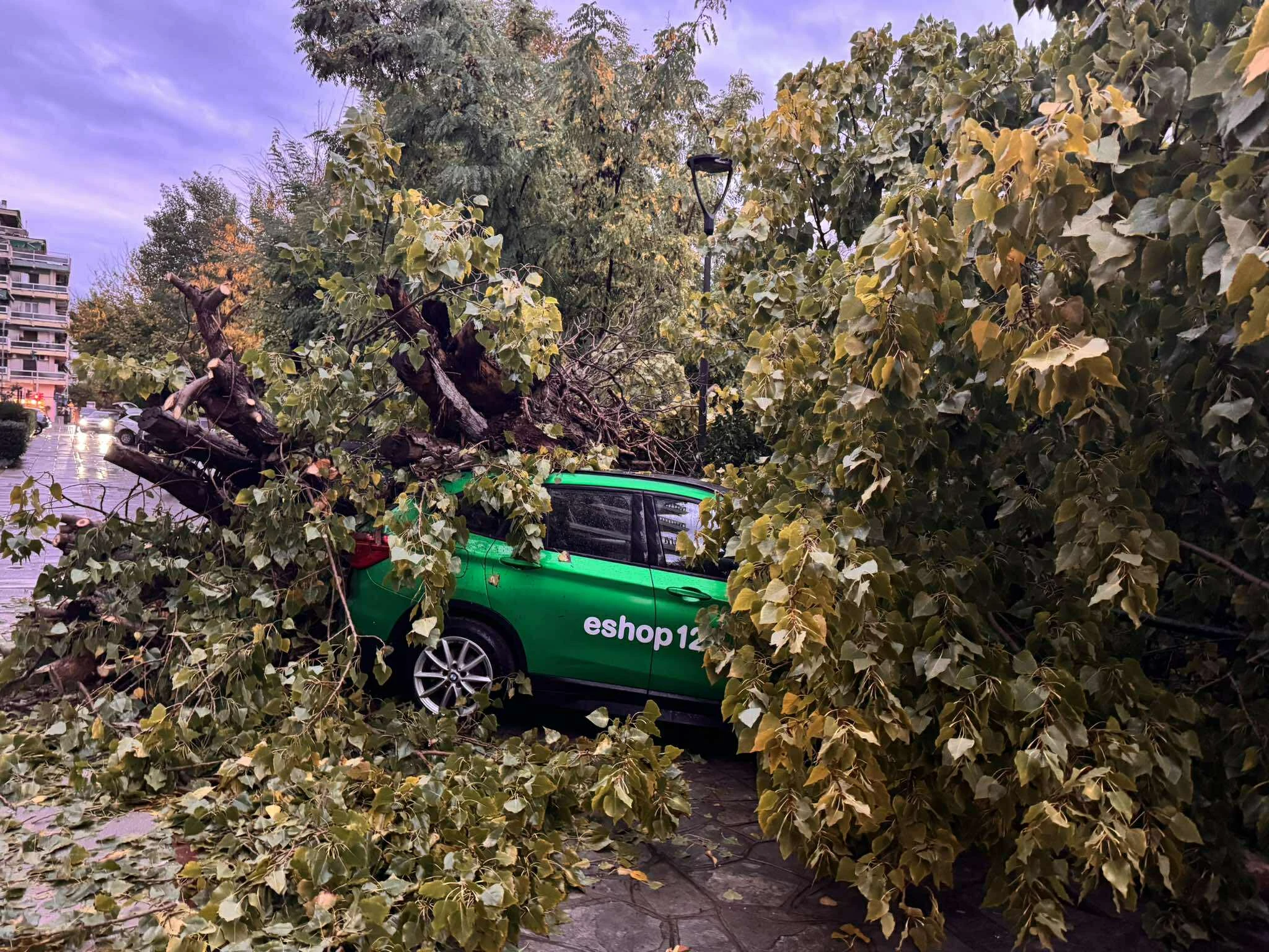 ptosi-dentrou-thessaloniki-2.jpg?v=0