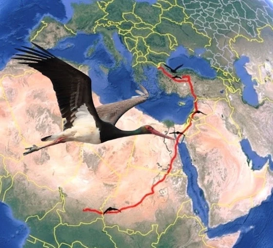 elargos-evros.jpg?v=0