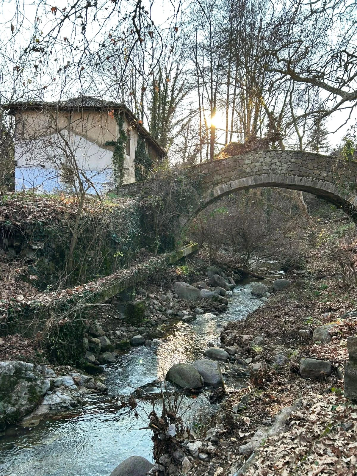 katokaryofyto1.jpg?v=0