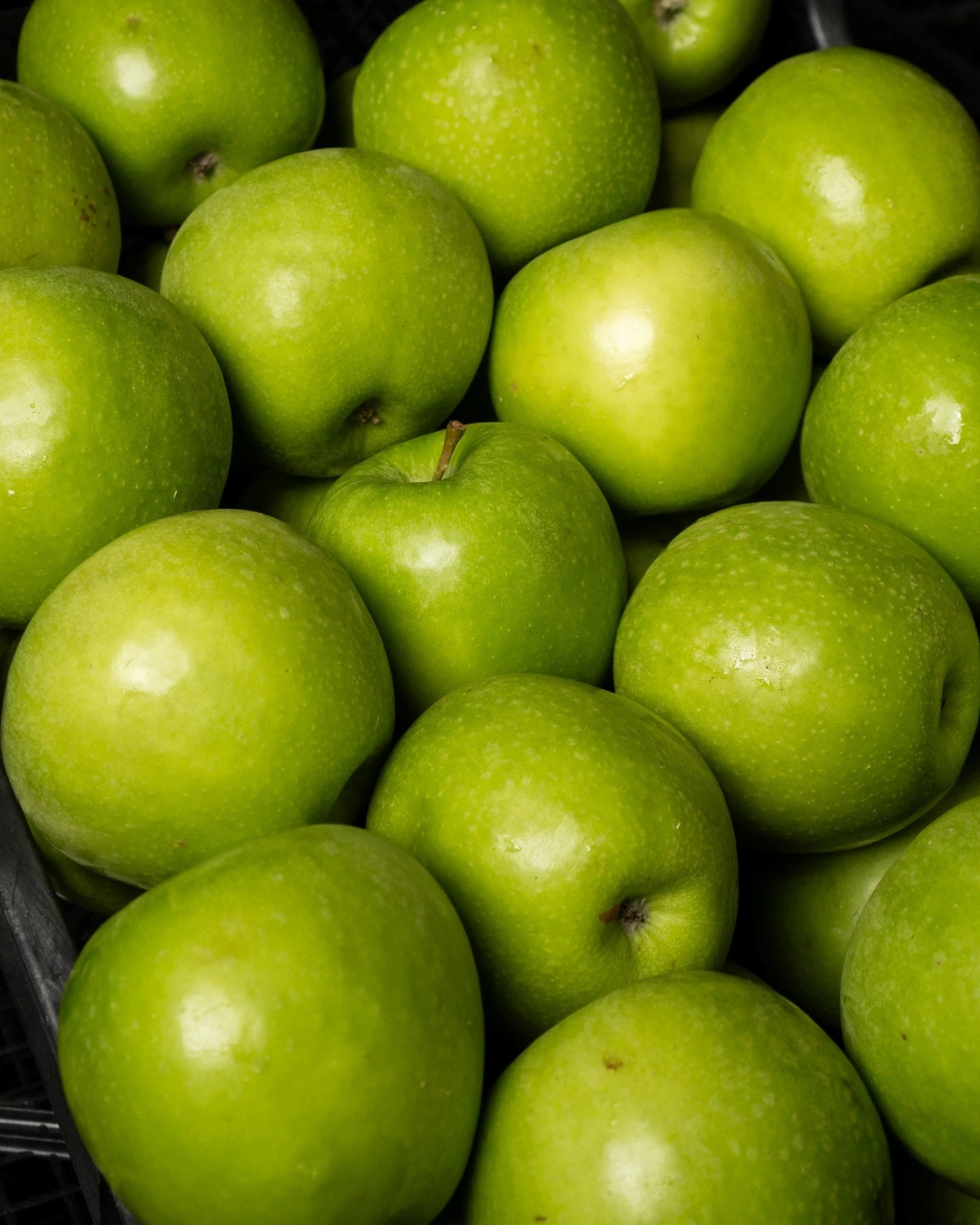 mesogeios-11.jpg?v=0