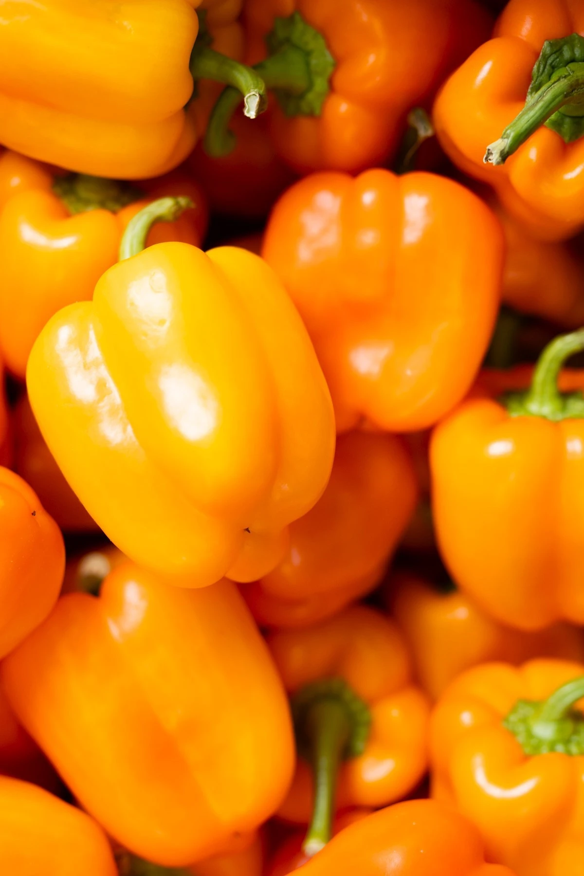 mesogeios-13.jpg?v=0