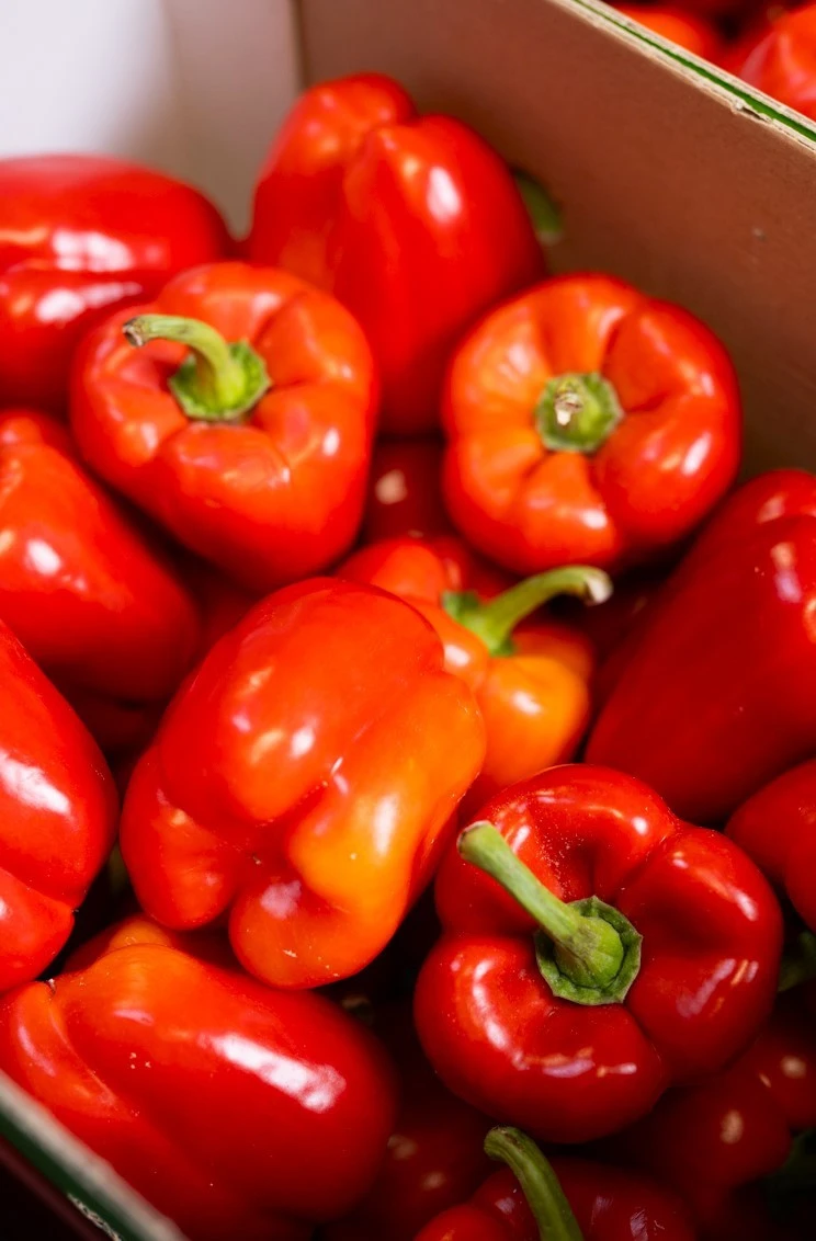 mesogeios-14.jpg?v=0