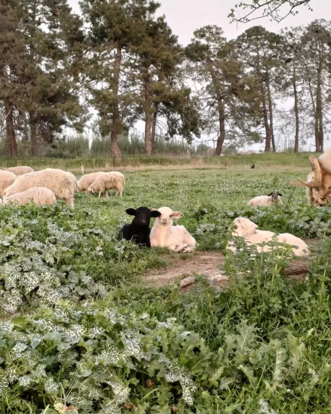 Πηγή φωτογραφίας: https://www.instagram.com/p/DF-RuoWt3X_/?hl=el