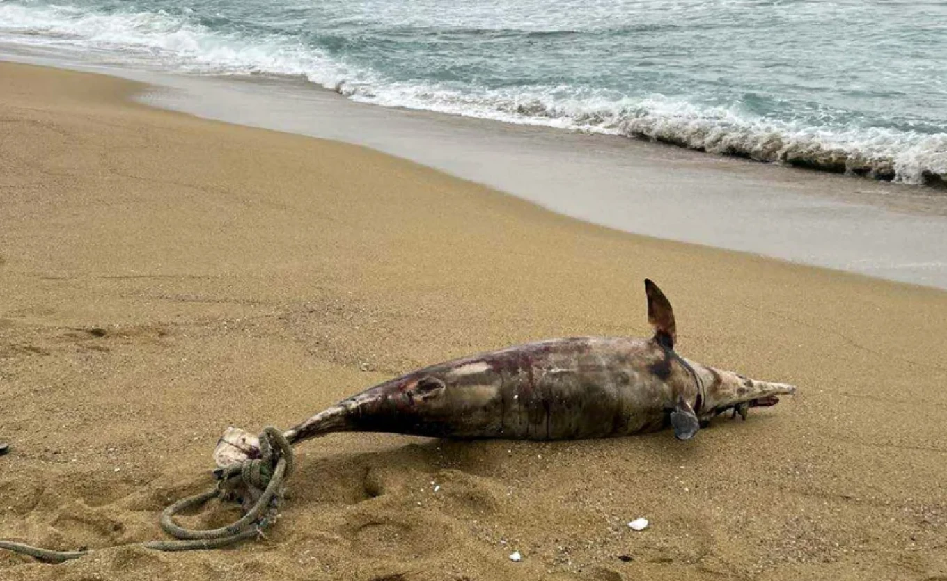 delfini-kavala.png?v=0