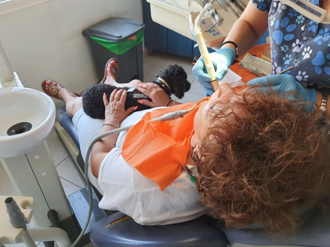 bozaglykidou-skyli-ariel-odontiatros-thessaloniki003812026.jpg?v=0