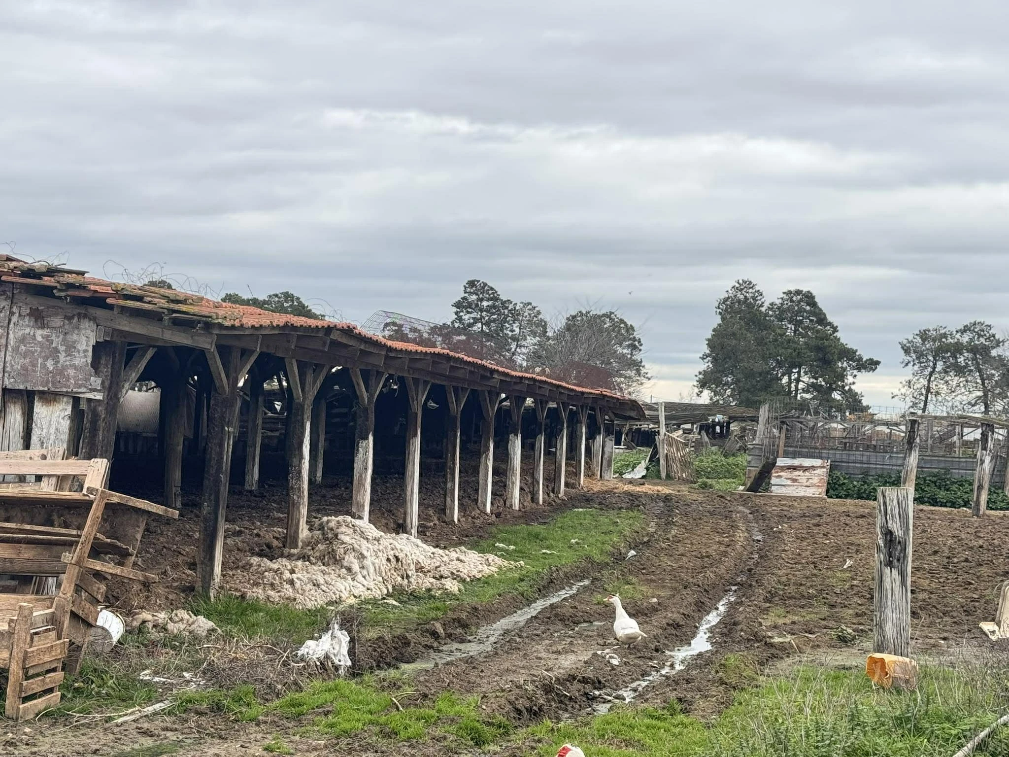 kostas-theofilou-2.jpg?v=0