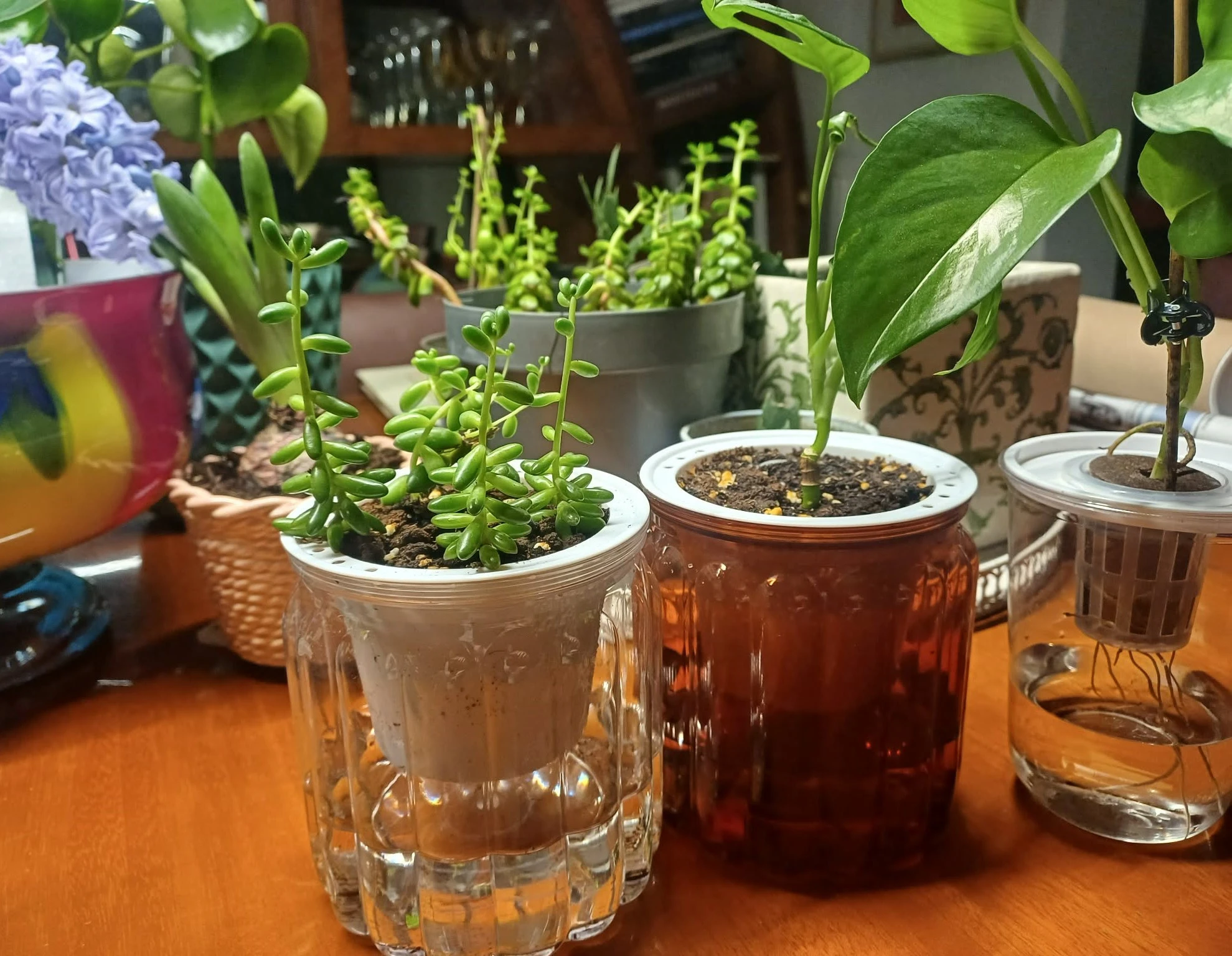 2026: Παρακολουθώντας τις αναπαραγωγές των φυτών