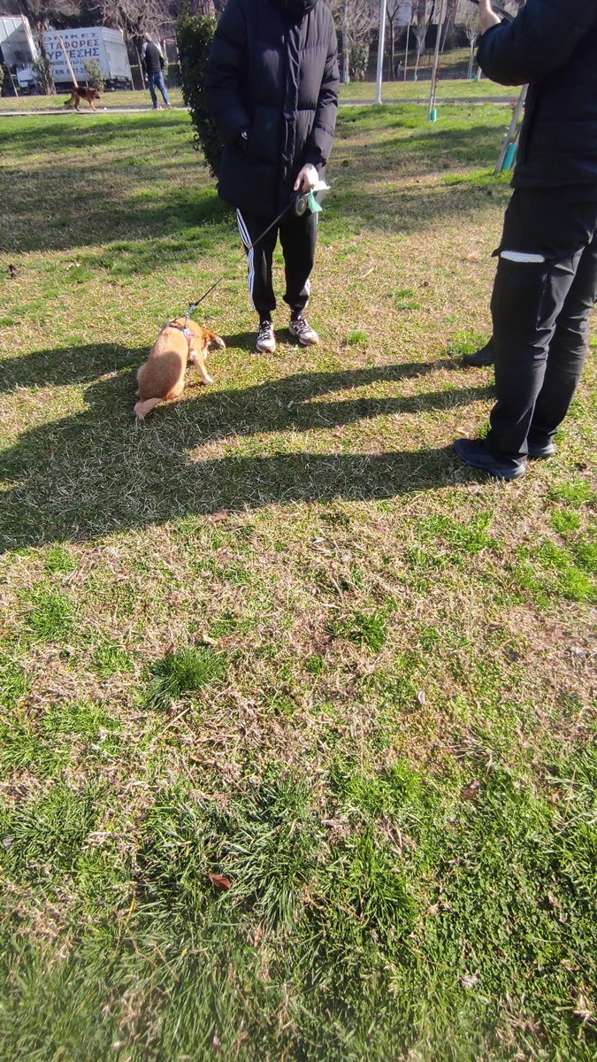 elegxoi-se-zoa-2.jpg?v=0