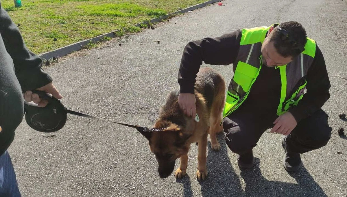 elegxoi-se-zoa.jpg?v=0