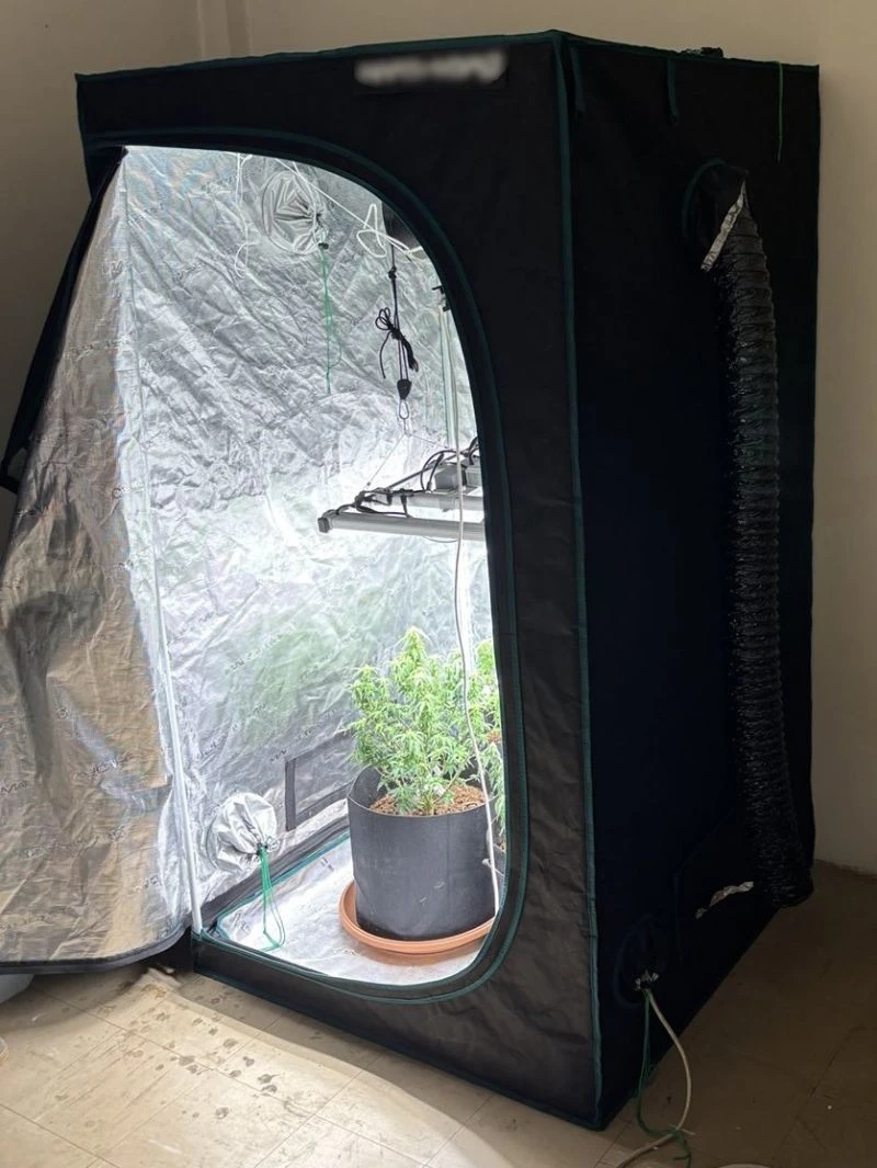 kataschesi-dendrillion-kannavis-tdee-pellas.jpg?v=0