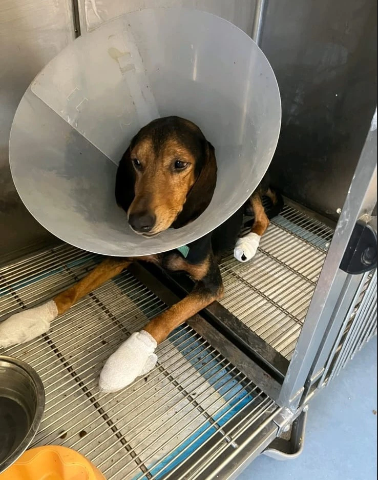 Ο Μάρκος μετά τις πυρκαγιές στην Πάτρα