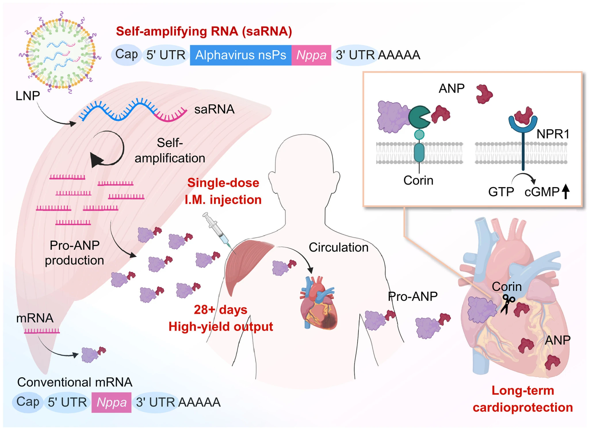 scienceadu9394-fa.jpg?v=0