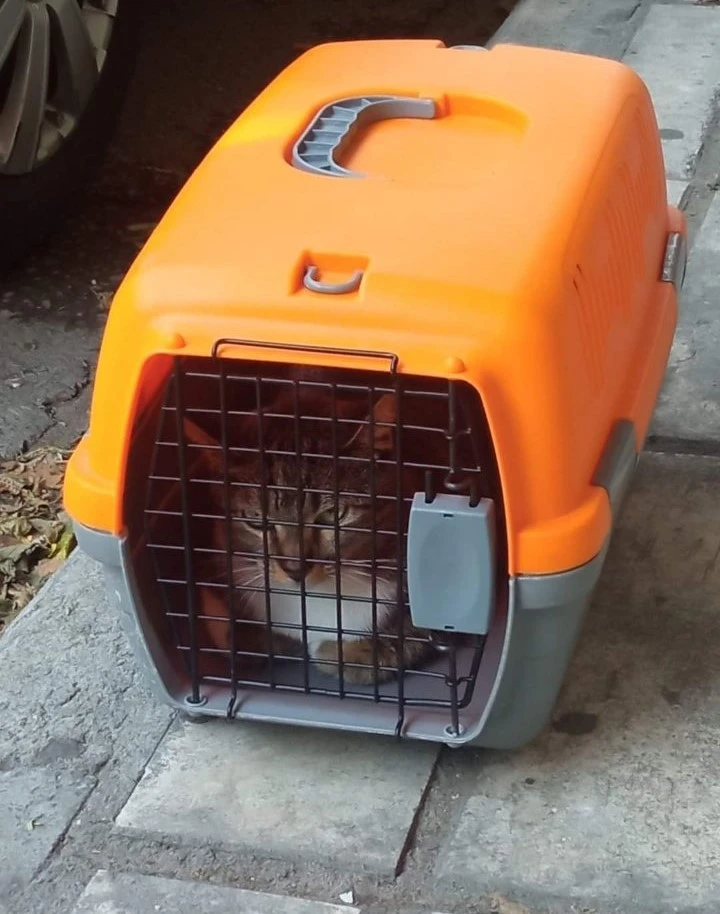 Η Ζέτα όπως εγκαταλείφθηκε στο κλουβί της στη στάση