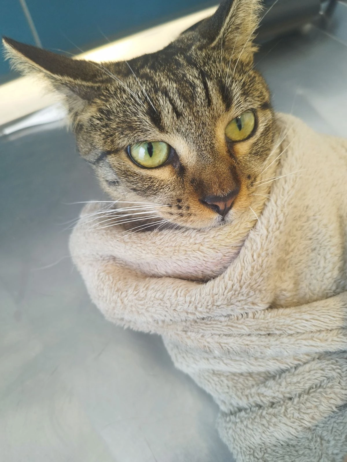 Η Ζέτα στο Καταφύγιο