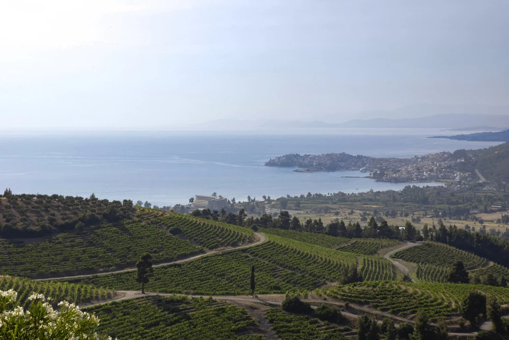2-wineyards-portocarras.jpg?v=0