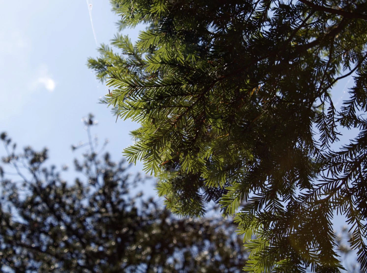 Ίταμος στον Όλυμπο - Πηγή: ΑΠΘ