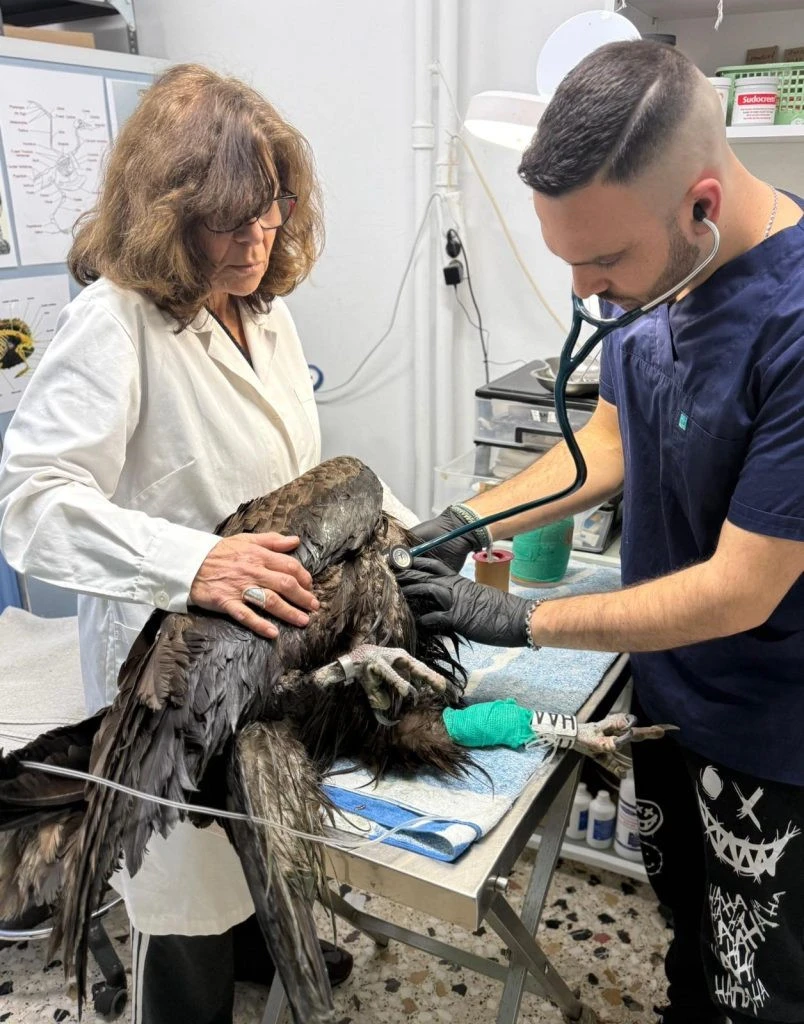 4-mauroghipas-se-perithalpsi-804x1024.jpg?v=0