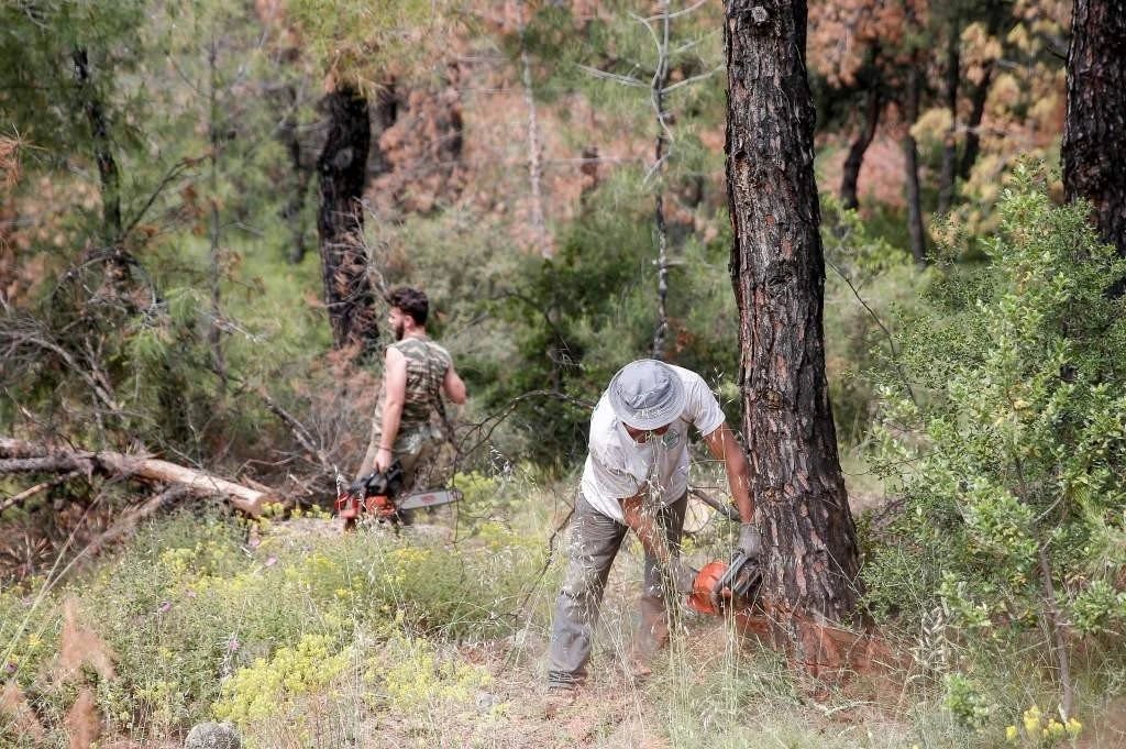 seix-sou-ylotomisi-arrwsta-dentra.jpg seix-sou-ylotomisi-arrwsta-dentra.jpg