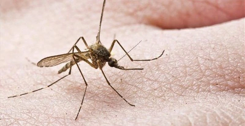 kounoupia.jpg kounoupia.jpg