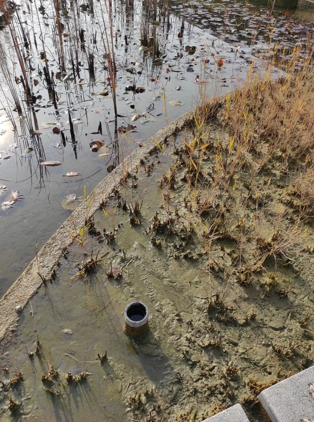 Η εικόνα εγκατάλειψης σε μία από τις λίμνες, όπως τη δημοσιοποίησε ο αρχιτέκτων της Νέας Παραλίας, Πρ. Νικηφορίδης