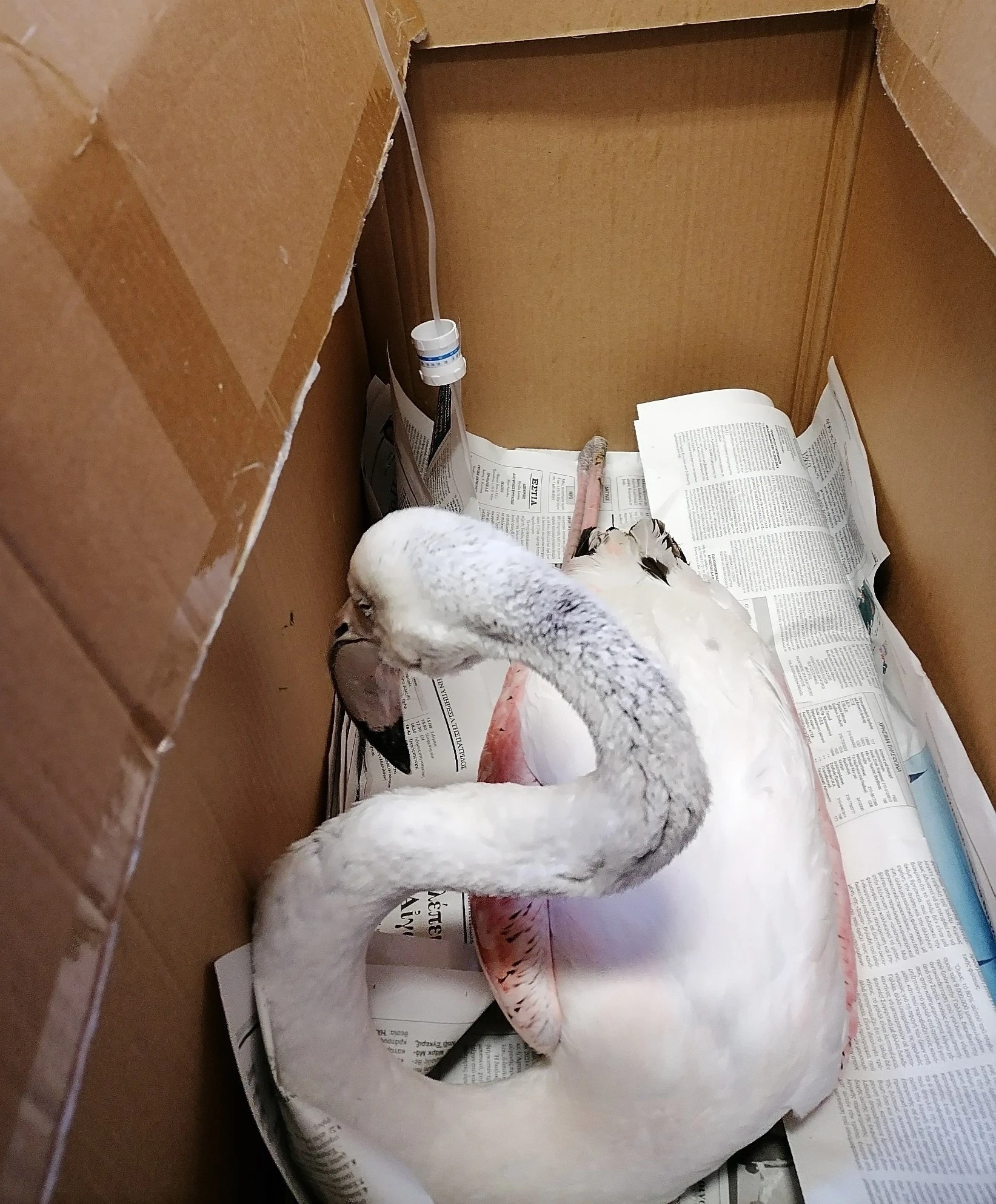 flamingo-11.jpg flamingo-11.jpg