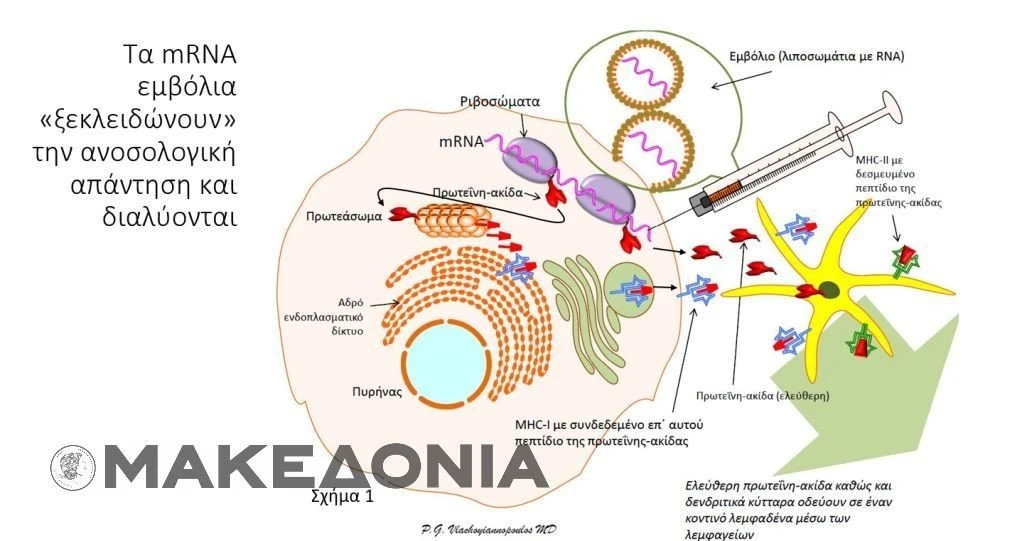 Τα νανοσωμάτια λιπιδίων απελευθερώνουν το mRNA στον μύ και αυτό μεταγράφεται σε πρωτεΐνη-ακίδα και εξέρχεται από τον μυ. Εκεί το παραλαμβάνουν δενδριτικά κύτταρα και το οδηγούν στο λεμφαδένα όπου θα συναντήσει τα «αθώα» Β και T λεμφοκύτταρα τα οποία θα ενεργοποιηθούν κατά της πρωτεΐνης-ακίδας. Τα νανοσωμάτια λιπιδίων απελευθερώνουν το mRNA στον μύ και αυτό μεταγράφεται σε πρωτεΐνη-ακίδα και εξέρχεται από τον μυ. Εκεί το παραλαμβάνουν δενδριτικά κύτταρα και το οδηγούν στο λεμφαδένα όπου θα συναντήσει τα «αθώα» Β και T λεμφοκύτταρα τα οποία θα ενεργοποιηθούν κατά της πρωτεΐνης-ακίδας.